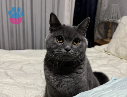 Ankara Yaşamkent Şıllıksuya Erkek Arıyoruz