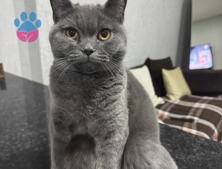 Ankara Yaşamkent Şıllıksuya Erkek Arıyoruz