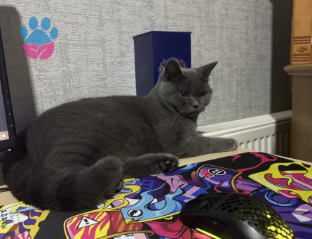 Ankara Yaşamkent Şıllıksuya Erkek Arıyoruz