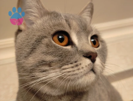British Shorthair 1 Yaşında Eş Arıyor