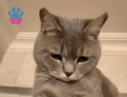 British Shorthair 1 Yaşında Eş Arıyor