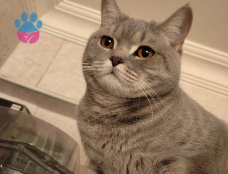 British Shorthair 1 Yaşında Eş Arıyor