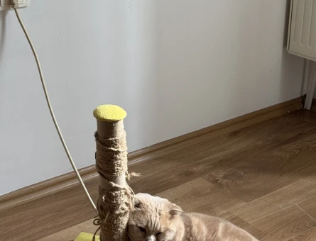 Scottish Fold 1,5 Yaşında Kızgınlıkta - 118974427