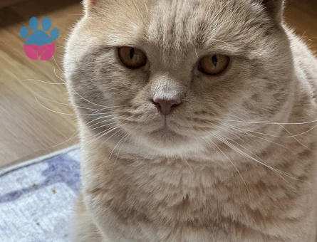 Scottish Fold 1,5 Yaşında Kızgınlıkta