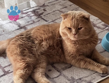 Scottish Fold 1,5 Yaşında Kızgınlıkta