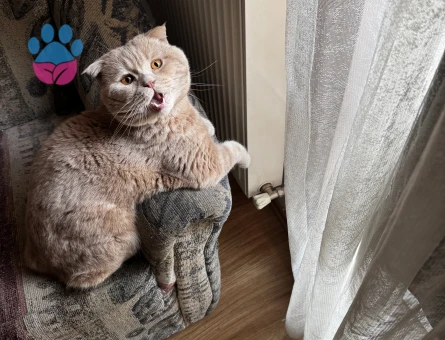 Scottish Fold 1,5 Yaşında Kızgınlıkta