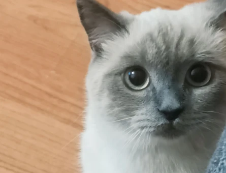 British Shorthair 1 Yaşında Kızıma Eş Arıyorum - 118974428