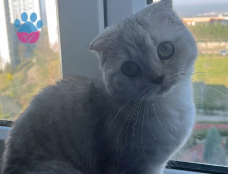 Scottish Fold Dişi kedime Eş Arıyorum