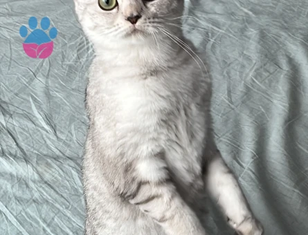 Scottish Fold Dişi kedime Eş Arıyorum