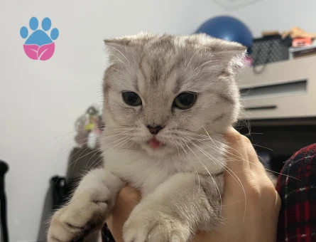 Scottish Fold Dişi kedime Eş Arıyorum
