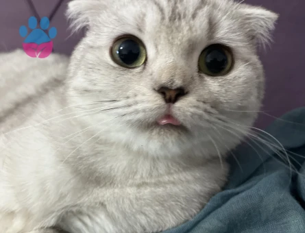 Scottish Fold Dişi kedime Eş Arıyorum