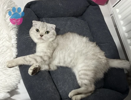 Scottish Fold Dişi kedime Eş Arıyorum