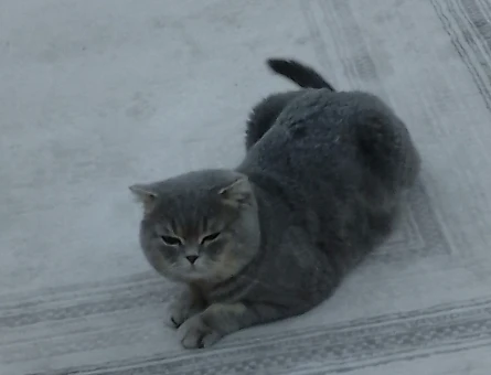 British Shorthair 1,5 Yaşında Kedim Eş Arıyor - 118974434