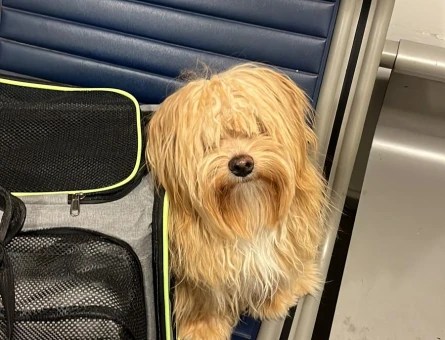 Havanese 1 Yaşında Erkek Köpeğime Eş Arıyorum - 118974435