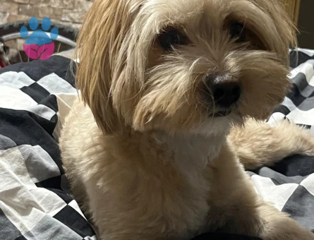 Havanese 1 Yaşında Erkek Köpeğime Eş Arıyorum
