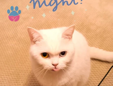 Kızım Betüş için Koca Arıyorum