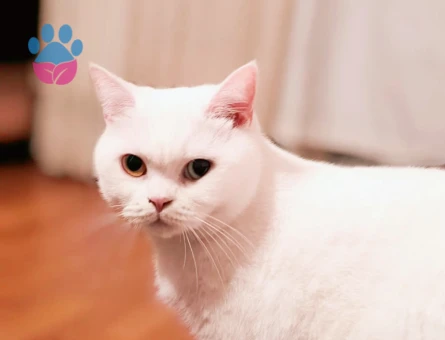 Kızım Betüş için Koca Arıyorum