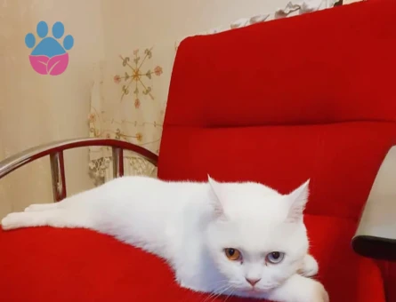 Kızım Betüş için Koca Arıyorum