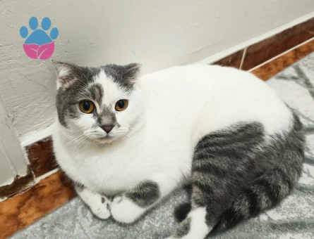 Tekir 1 yaşında eş arıyor