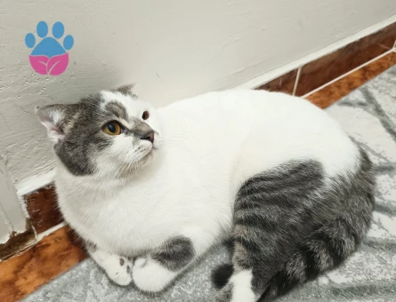 Tekir 1 yaşında eş arıyor