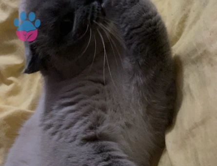 Kızıma damat arıyorum