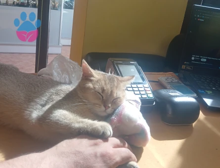 British GoLDeN shortier oğluma eş arıyorum