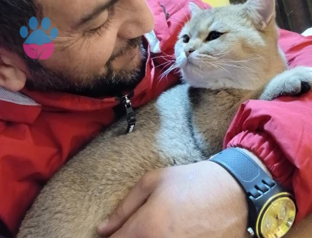 British GoLDeN shortier oğluma eş arıyorum