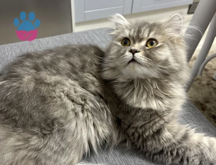 Kedime eş arıyorum