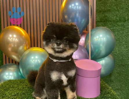 Ateş Eşini Arıyor / Show Kalite Black&Tan Pomeranian Boo / Teddy Face