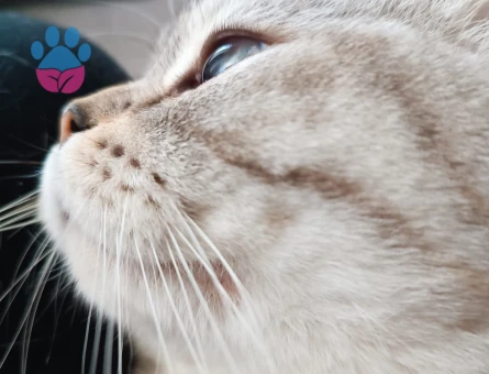 Kedime eş arıyorum