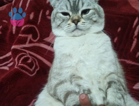 Kedime eş arıyorum