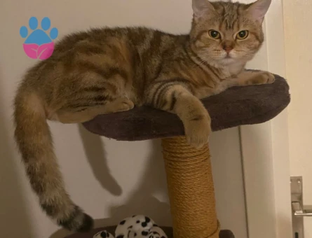 Prensesimize eş arıyoruz.