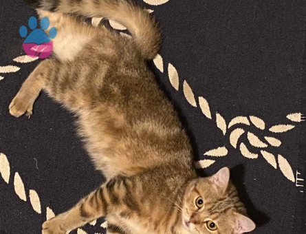 Prensesimize eş arıyoruz.