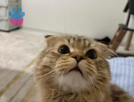 scottish longhair Kedim için eş arıyoruz