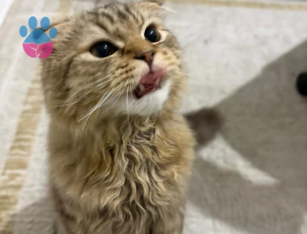 scottish longhair Kedim için eş arıyoruz