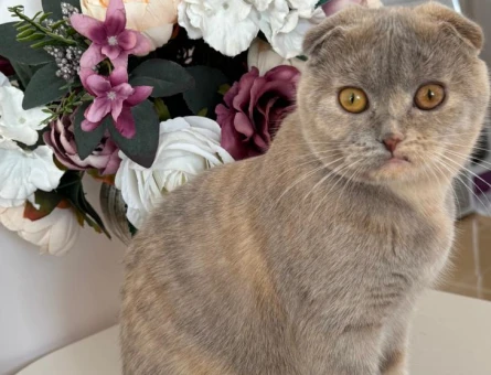 Scottish Fold Kızım Lokum Eş Arıyor - 118963246