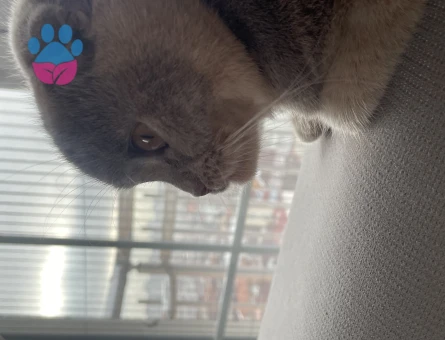 Scottish Fold Kızım Lokum Eş Arıyor