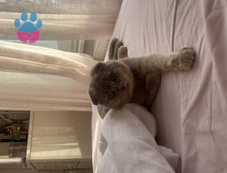 Scottish Fold Kızım Lokum Eş Arıyor