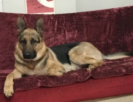 Alman Kurdu Erkek Köpeğime Eş Arıyorum - 118963250