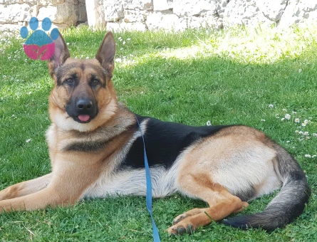 Alman Kurdu Erkek Köpeğime Eş Arıyorum
