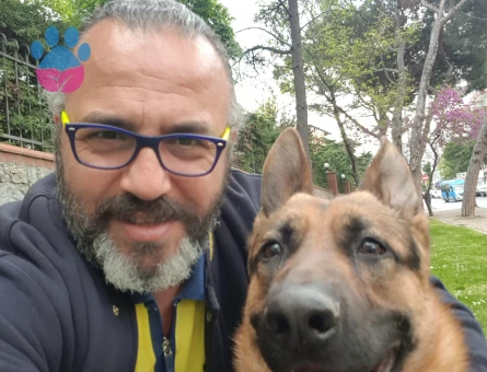 Alman Kurdu Erkek Köpeğime Eş Arıyorum