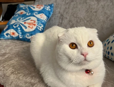 Scottish Fold 1 Yaşında Kızım Eş Arıyor - 118963252