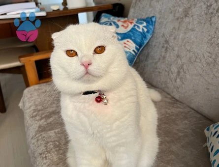 Scottish Fold 1 Yaşında Kızım Eş Arıyor