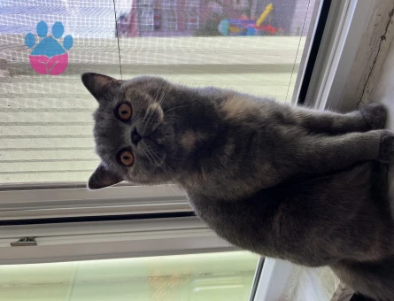 British Kızıma Eş Adayı Arıyorum