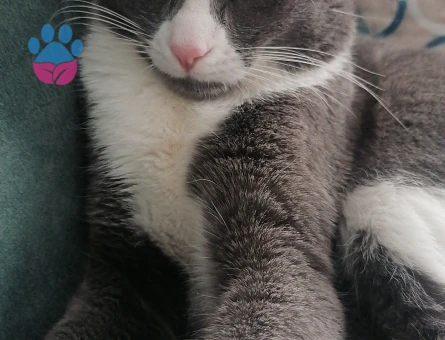 Tekir Kedim Eş Arıyor 1 Yaşında