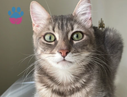 Tekir Cinsi Kedime Beyaz Temiz Kedi Arıyoruz