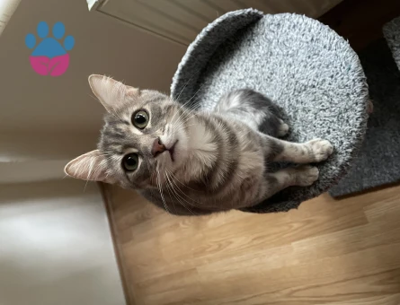 Tekir Cinsi Kedime Beyaz Temiz Kedi Arıyoruz