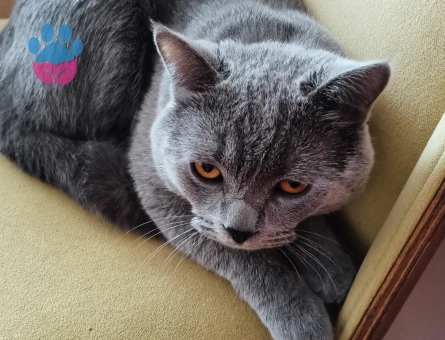 British Shorthair 1 Yaşında Kedim Eş Arıyorum