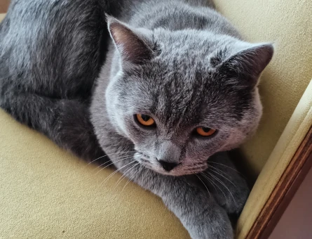 British Shorthair 1 Yaşında Kedim Eş Arıyorum - 118963258