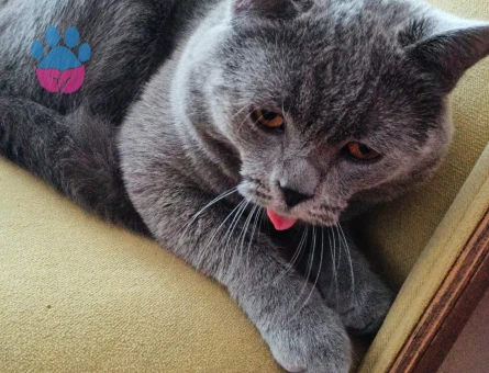 British Shorthair 1 Yaşında Kedim Eş Arıyorum